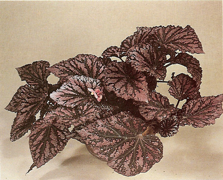 B. ‘Robert Blais’
